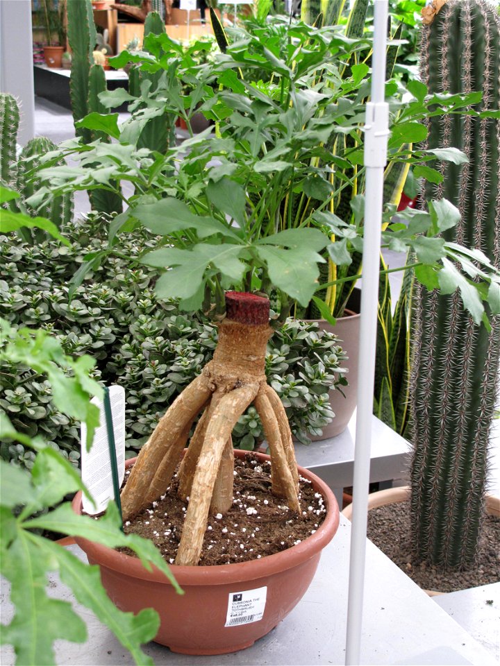 Cussonia spicata (with sometimes nickname of elephant toothbrush) in a garden centre. Identified by its commercial botanic label.