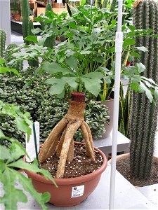 Cussonia spicata (with sometimes nickname of elephant toothbrush) in a garden centre. Identified by its commercial botanic label.