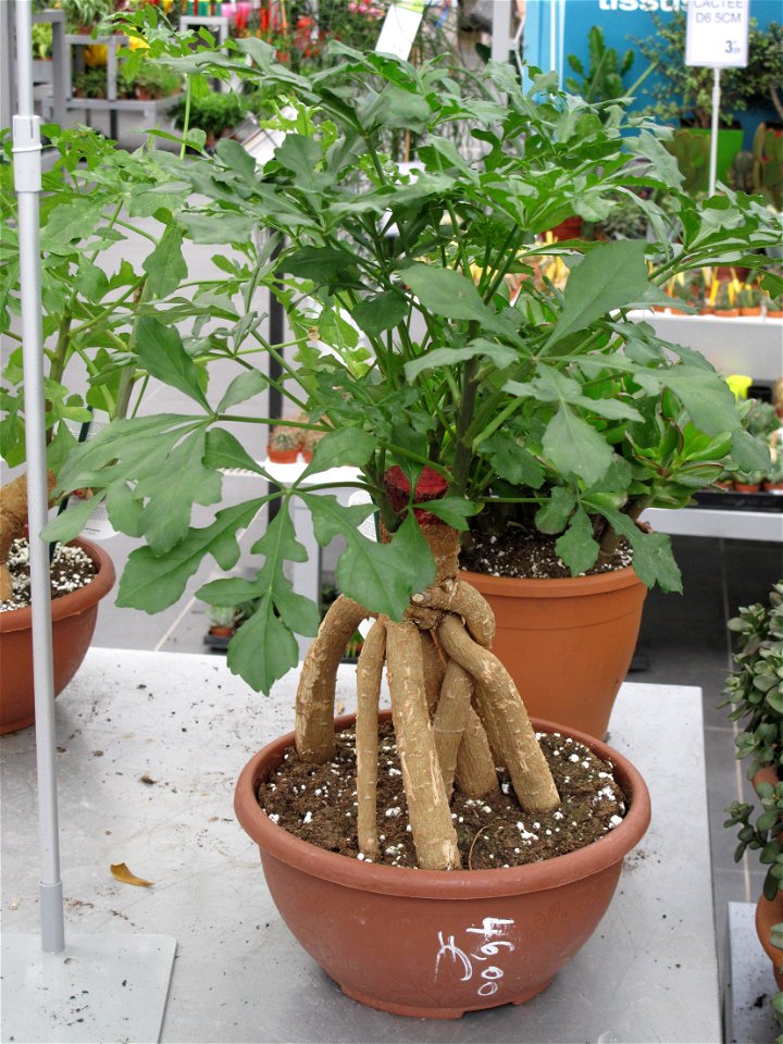 Cussonia spicata (with sometimes nickname of elephant toothbrush) in a garden centre. Identified by its commercial botanic label.