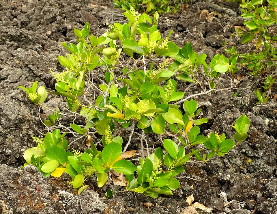 Griselinia lucida growing on scoria on Rangitoto Island