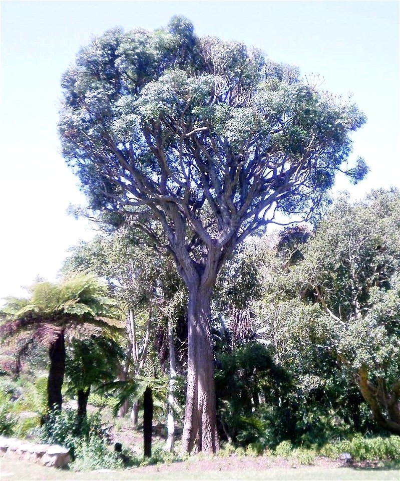 Photo of South African Cabbage tree - Cussonia spicata. Cape Town.