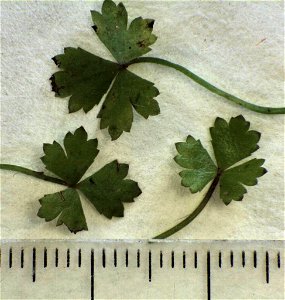 Hydrocotyle tripartita
