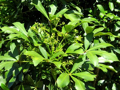 Foliage and immature fruit of Houpara, Pseudopanax lessonii, Auckland New Zealand
