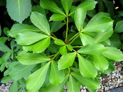 Foliage of a young Houpara, Pseudopanax lessonii, Auckland, New Zealand photo