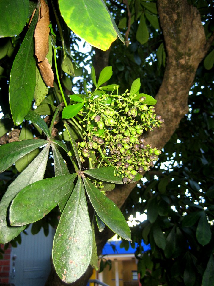 Maturing fruit of Pseudopanax lessonii, Houpara. From a mature tree at Howick, Manukau City, New Zealand