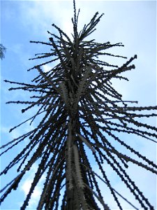 Pseudopanax ferox, juvenile tree with long coarsely-toothed leaves. Auckland, New Zealand