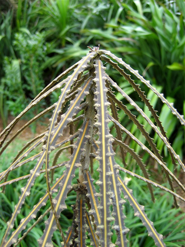Pseudopanax ferox, growing tip of juvenile plant. Auckland, New Zealand