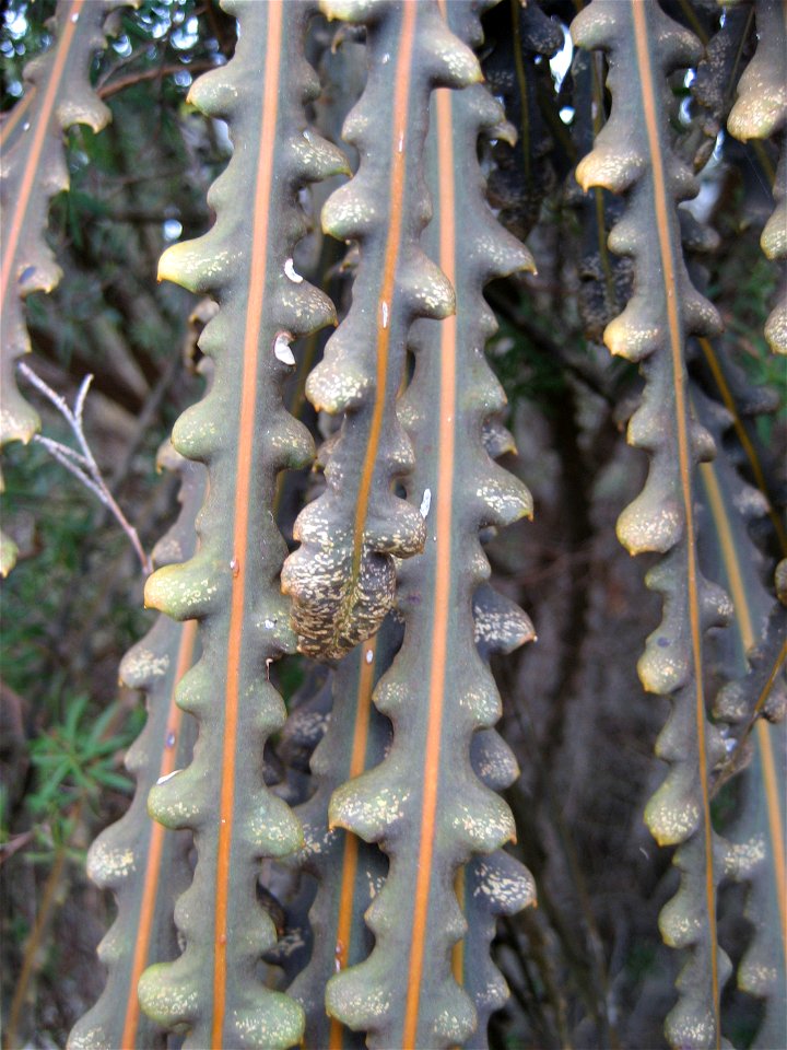 Pseudopanax ferox, detail of juvenile leaves. Auckland, New Zealand