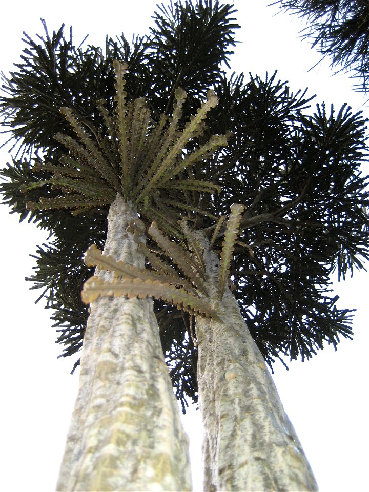 Pseudopanax ferox, 'adolescent' tree - short adult leaves on top, with some long, toothed juvenile leaves remaining below them. Auckland, New Zealand