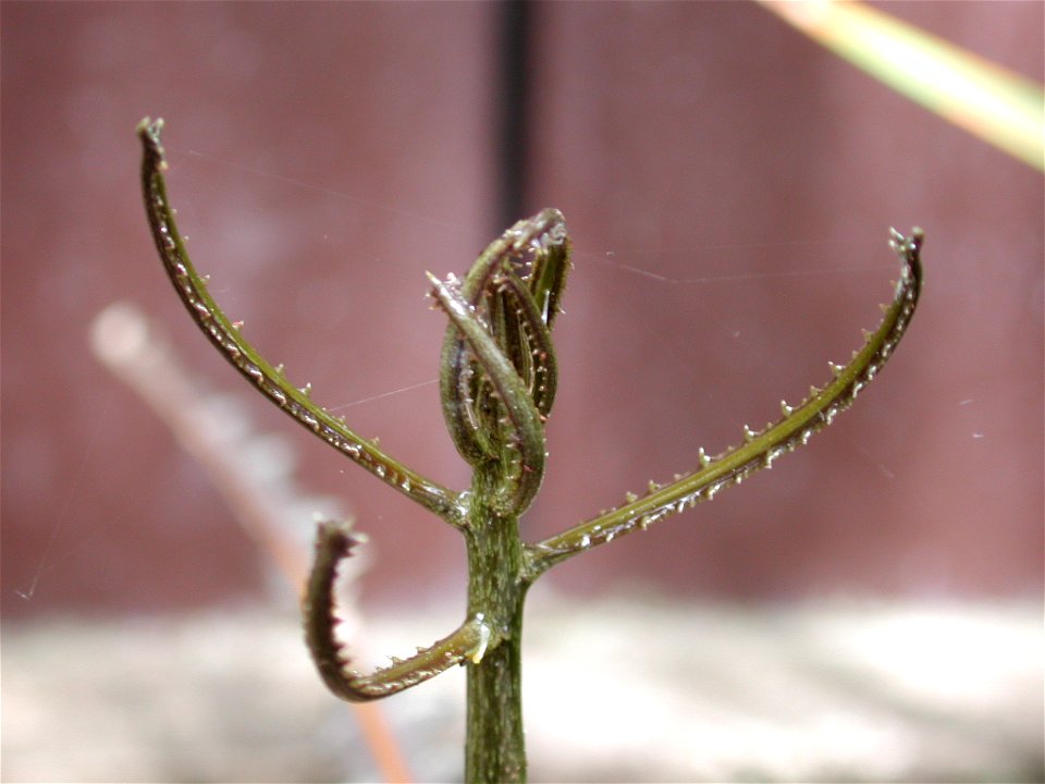 Close-up of new spring growth at tip of a juvenile toothed lancewood. Photo taken in Pukerua Bay, New Zealand, in spring. The emerging leaves in the picture are 2-4cm long.