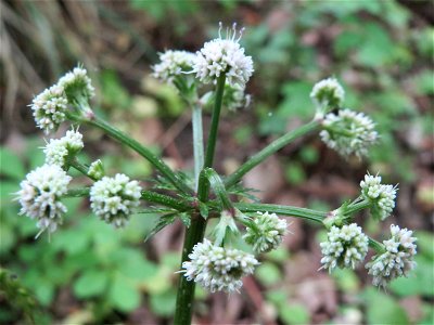 Wald-Sanikel (Sanicula europaea) im Schwetzinger Hardt