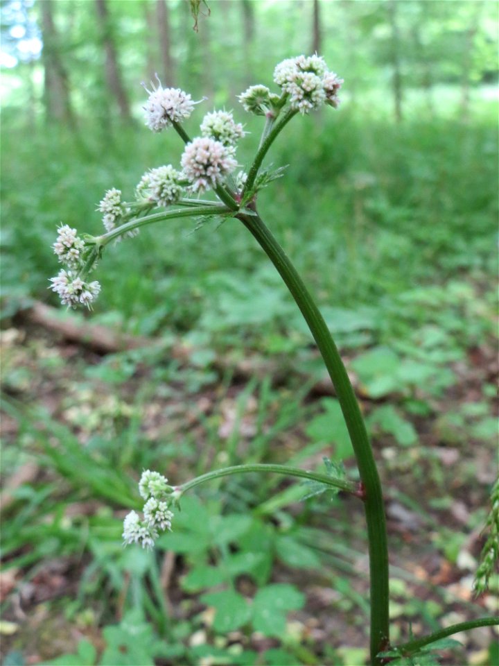 Wald-Sanikel (Sanicula europaea) im Schwetzinger Hardt