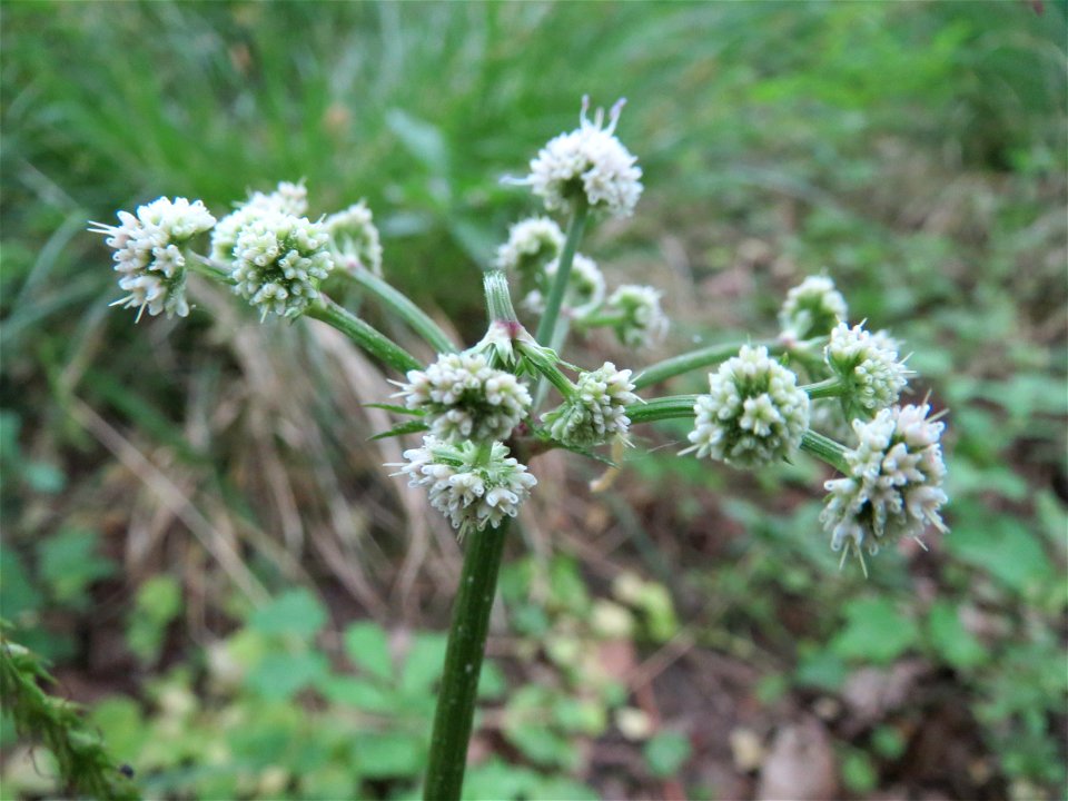 Wald-Sanikel (Sanicula europaea) im Schwetzinger Hardt