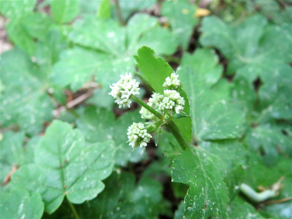 Wald-Sanikel (Sanicula europaea) im Schwetzinger Hardt