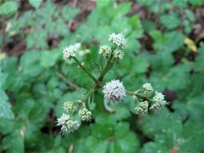 Wald-Sanikel (Sanicula europaea) im Schwetzinger Hardt