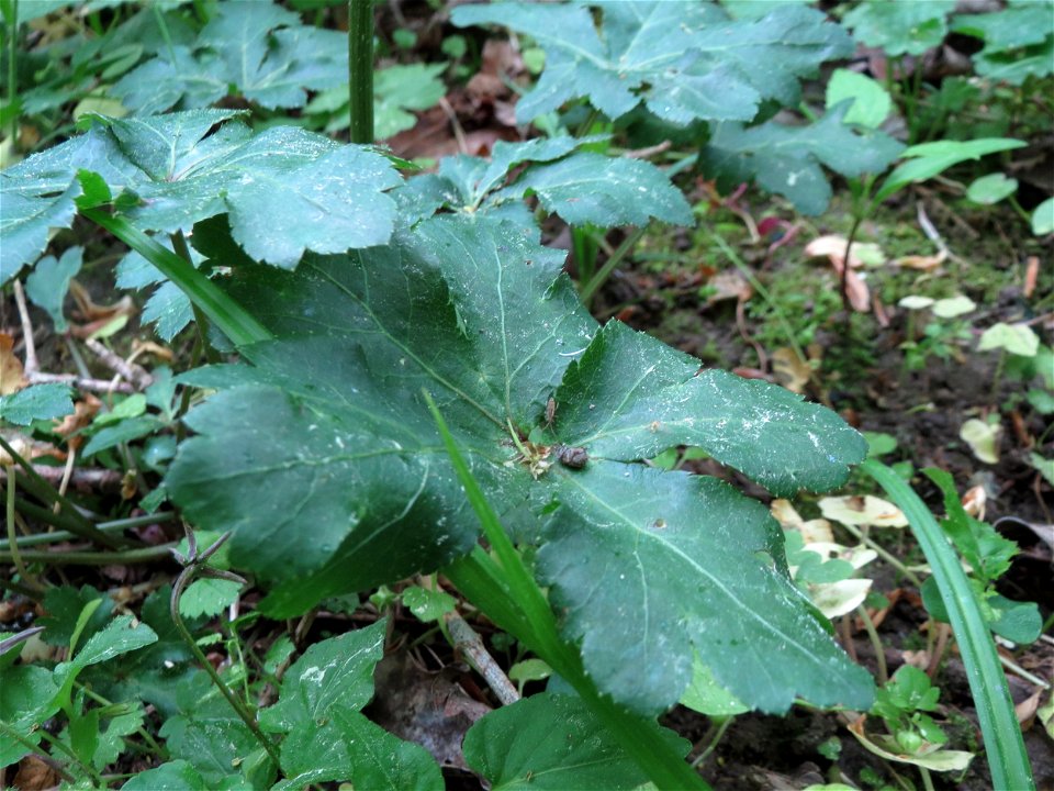 Wald-Sanikel (Sanicula europaea) im Schwetzinger Hardt