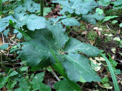 Wald-Sanikel (Sanicula europaea) im Schwetzinger Hardt