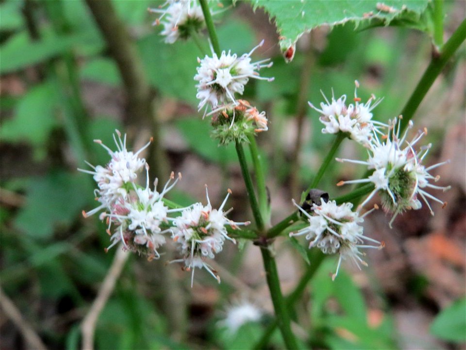 Wald-Sanikel (Sanicula europaea) im Naturschutzgebiet Badstube