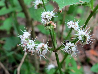 Wald-Sanikel (Sanicula europaea) im Naturschutzgebiet Badstube