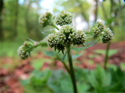 Wald-Sanikel (Sanicula europaea) im Unteren Saubusch (Bannwaldbereich) im Schwetzinger Hardt