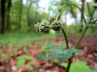 Wald-Sanikel (Sanicula europaea) im Unteren Saubusch (Bannwaldbereich) im Schwetzinger Hardt
