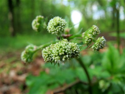 Wald-Sanikel (Sanicula europaea) im Unteren Saubusch (Bannwaldbereich) im Schwetzinger Hardt