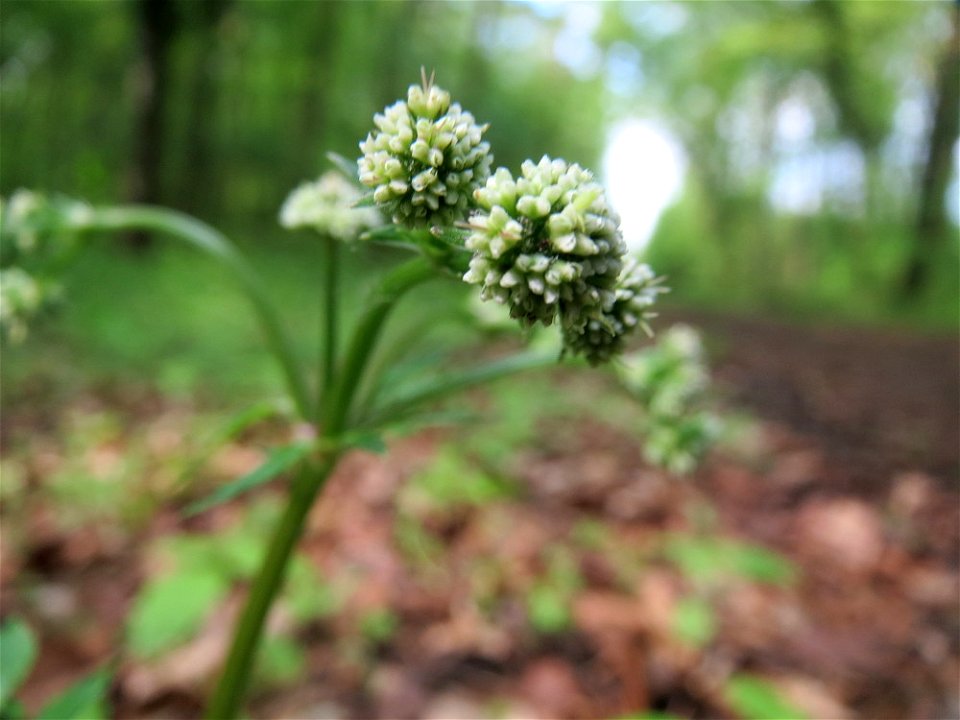 Wald-Sanikel (Sanicula europaea) im Unteren Saubusch (Bannwaldbereich) im Schwetzinger Hardt