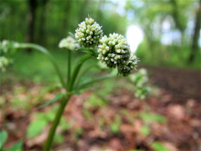 Wald-Sanikel (Sanicula europaea) im Unteren Saubusch (Bannwaldbereich) im Schwetzinger Hardt