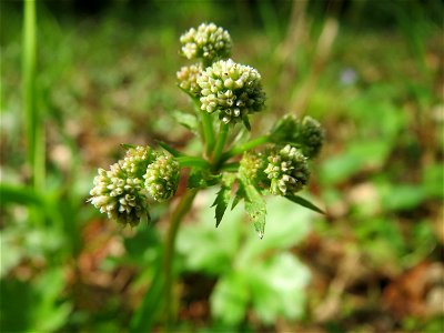 Wald-Sanikel (Sanicula europaea) im Unteren Saubusch (Bannwaldbereich) im Schwetzinger Hardt