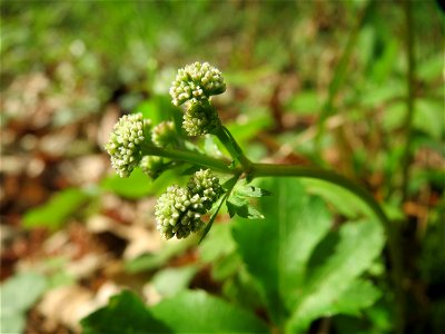 Wald-Sanikel (Sanicula europaea) im Unteren Saubusch (Bannwaldbereich) im Schwetzinger Hardt