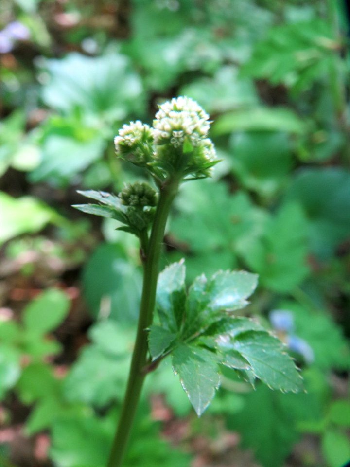 Wald-Sanikel (Sanicula europaea) im Saubusch in der Schwetzinger Hardt