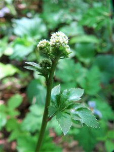 Wald-Sanikel (Sanicula europaea) im Saubusch in der Schwetzinger Hardt