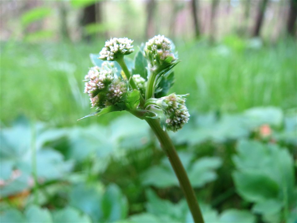 Wald-Sanikel (Sanicula europaea) im Saubusch in der Schwetzinger Hardt