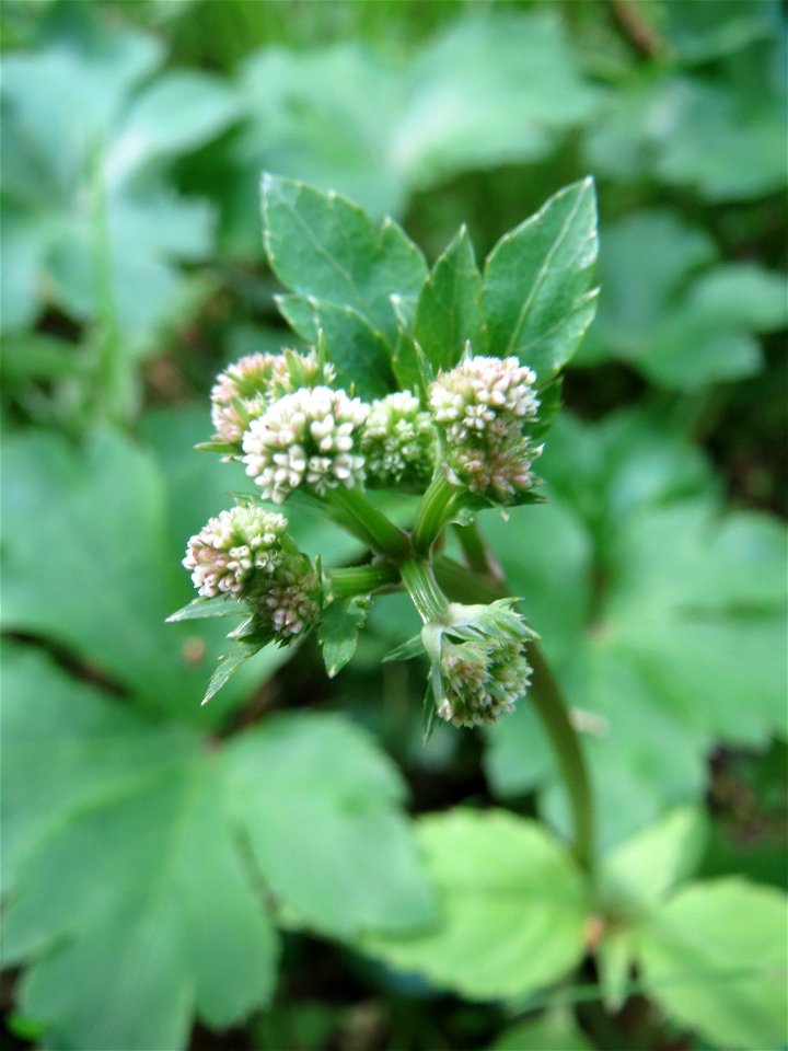 Wald-Sanikel (Sanicula europaea) im Saubusch in der Schwetzinger Hardt