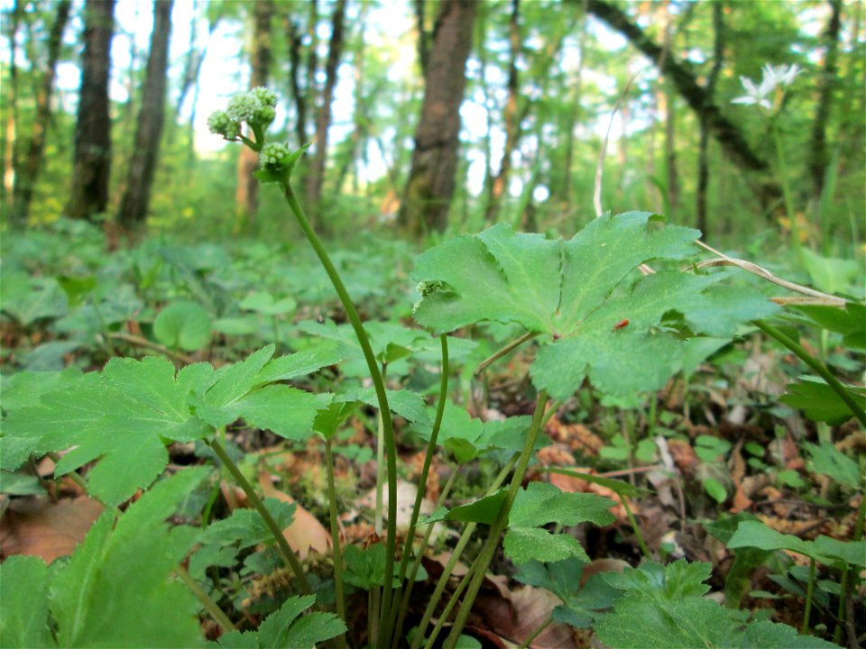 Wald-Sanikel (Sanicula europaea) im Saubusch in der Schwetzinger Hardt