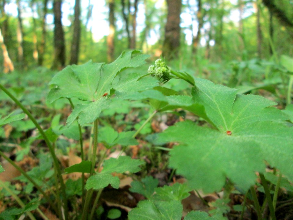 Wald-Sanikel (Sanicula europaea) im Saubusch in der Schwetzinger Hardt