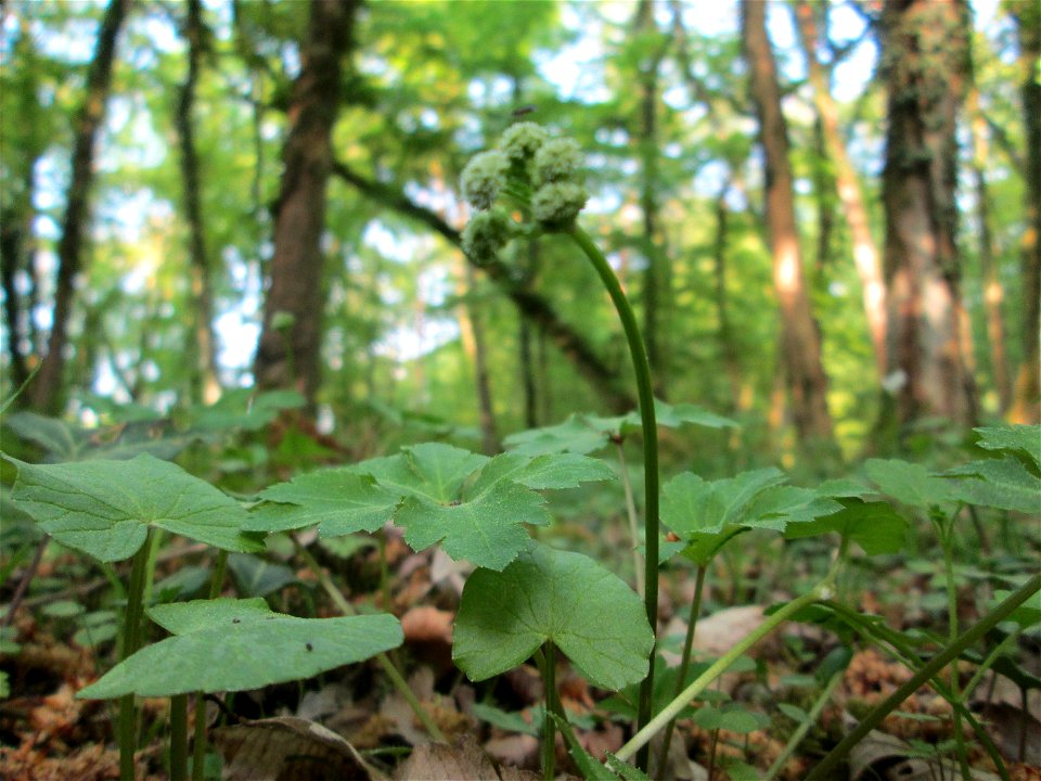 Wald-Sanikel (Sanicula europaea) im Saubusch in der Schwetzinger Hardt