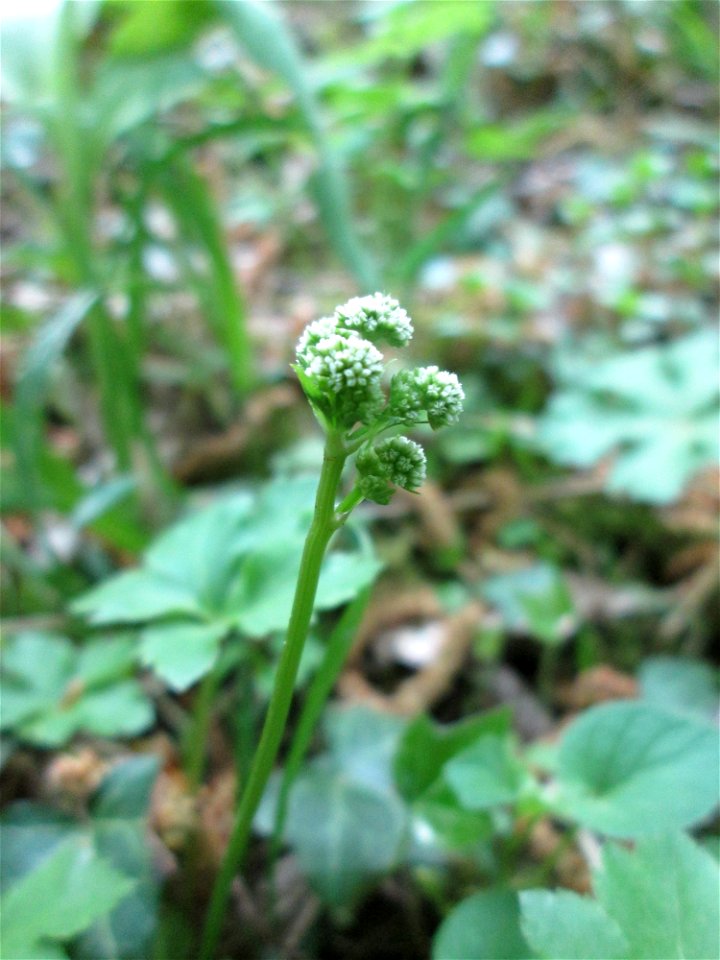 Wald-Sanikel (Sanicula europaea) im Saubusch in der Schwetzinger Hardt