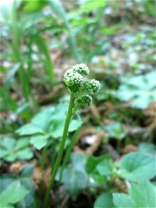 Wald-Sanikel (Sanicula europaea) im Saubusch in der Schwetzinger Hardt