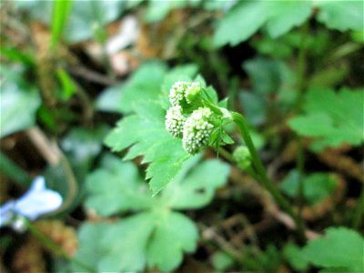 Wald-Sanikel (Sanicula europaea) im Saubusch in der Schwetzinger Hardt