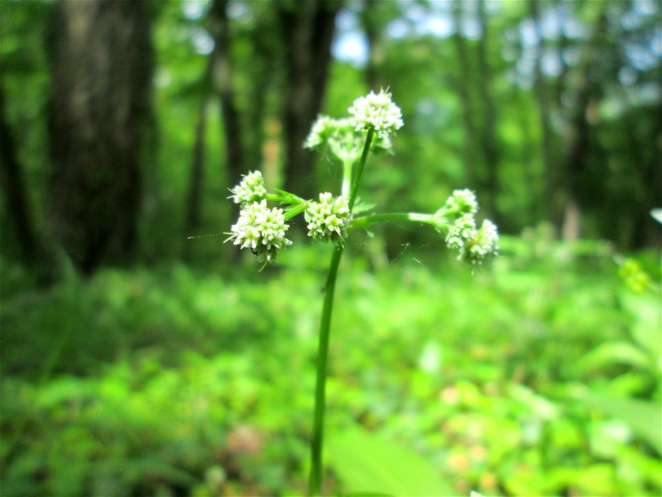 Wald-Sanikel (Sanicula europaea) im Unteren Saubusch (Bannwaldbereich) in der Schwetzinger Hardt