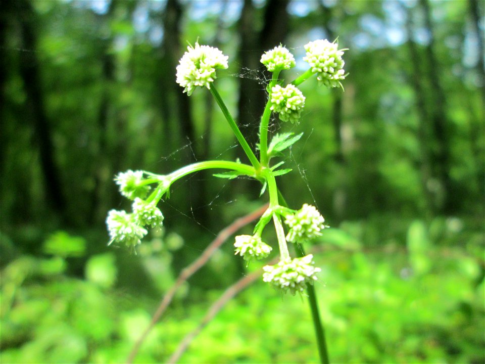 Wald-Sanikel (Sanicula europaea) im Unteren Saubusch (Bannwaldbereich) in der Schwetzinger Hardt