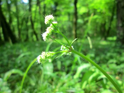 Wald-Sanikel (Sanicula europaea) im Unteren Saubusch (Bannwaldbereich) in der Schwetzinger Hardt