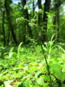 Wald-Sanikel (Sanicula europaea) im Unteren Saubusch (Bannwaldbereich) in der Schwetzinger Hardt