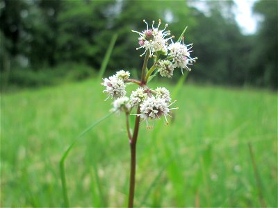 Wald-Sanikel (Sanicula europaea) im Naturschutzgebiet „Wusterhang“ oberhalb von Fechingen