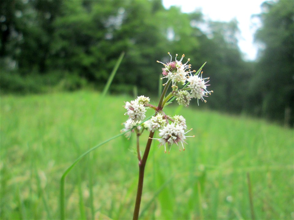 Wald-Sanikel (Sanicula europaea) im Naturschutzgebiet „Wusterhang“ oberhalb von Fechingen