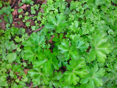 Sanicula europaea, Sanicle, at Spier's Old School Grounds, Beith, North Ayrshire, Scotland