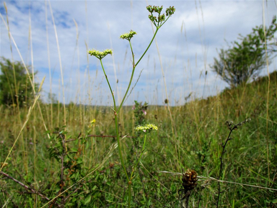 Wald-Sanikel (Sanicula europaea) im Naturschutzgebiet Birzberg