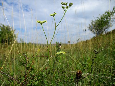 Wald-Sanikel (Sanicula europaea) im Naturschutzgebiet Birzberg photo