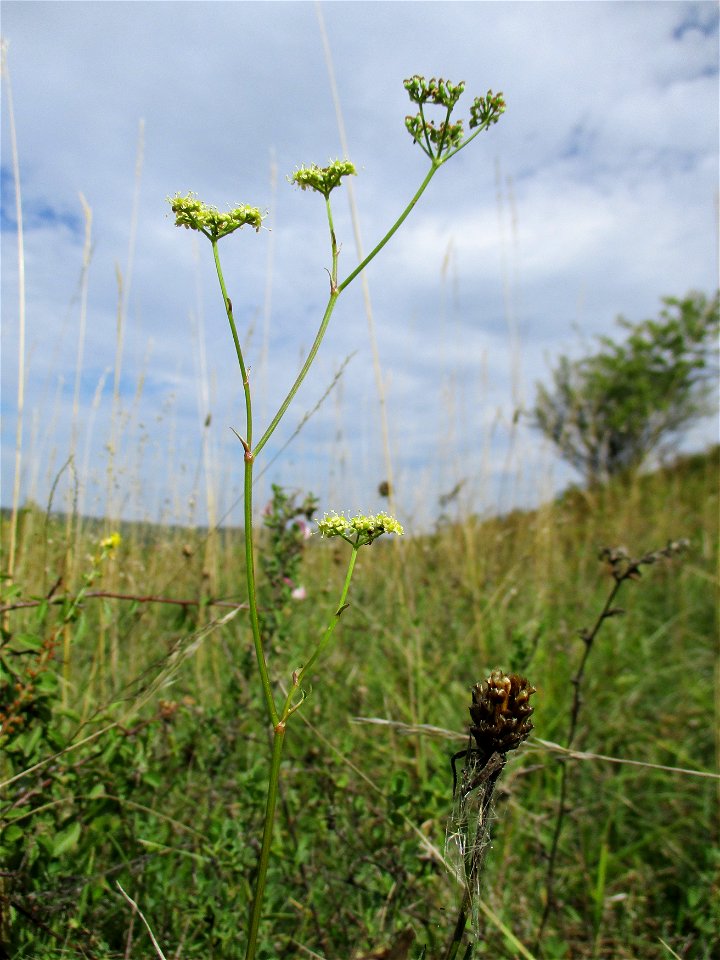 Wald-Sanikel (Sanicula europaea) im Naturschutzgebiet Birzberg